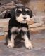 Miniature Schnauzer Puppies for sale in West Covina, CA, USA. price: NA
