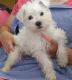 Miniature Schnauzer Puppies for sale in Yuma, AZ, USA. price: NA