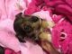 Miniature Schnauzer Puppies for sale in Cincinnati, OH, USA. price: NA