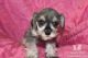 Miniature Schnauzer Puppies for sale in Carlsbad, CA, USA. price: NA