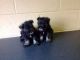 Miniature Schnauzer Puppies for sale in Hollywood, FL, USA. price: $500