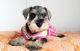 Miniature Schnauzer Puppies for sale in San Francisco, CA, USA. price: $995