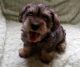 Miniature Schnauzer Puppies for sale in Flat Rock, AL 35966, USA. price: NA