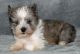Miniature Schnauzer Puppies for sale in Bloomsburg, PA 17815, USA. price: NA