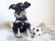 Miniature Schnauzer Puppies for sale in California, USA. price: NA