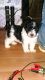 Miniature Schnauzer Puppies for sale in Appomattox, VA 24522, USA. price: $600