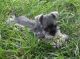 Miniature Schnauzer Puppies for sale in Overland Park, KS, USA. price: NA