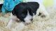 Miniature Schnauzer Puppies for sale in Walnut Cove, NC 27052, USA. price: NA