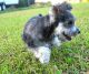 Miniature Schnauzer Puppies for sale in Mississippi, USA. price: NA
