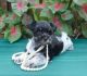 Miniature Schnauzer Puppies for sale in Bakersfield, CA, USA. price: $749
