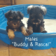 Miniature Schnauzer Puppies for sale in Jacksonville, FL, USA. price: $950