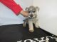 Miniature Schnauzer Puppies for sale in Fullerton, CA, USA. price: NA
