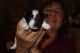 Miniature Schnauzer Puppies for sale in Hialeah, FL, USA. price: $650