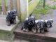 Miniature Schnauzer Puppies for sale in Honolulu, HI, USA. price: NA