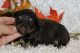 Miniature Schnauzer Puppies for sale in Peoria, AZ, USA. price: NA