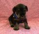 Miniature Schnauzer Puppies for sale in Rohnert Park, CA, USA. price: NA