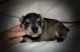 Miniature Schnauzer Puppies for sale in Grayson, LA, USA. price: NA