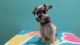 Miniature Schnauzer Puppies for sale in Warren, MI, USA. price: NA