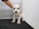 Miniature Schnauzer Puppies for sale in Fullerton, CA, USA. price: NA