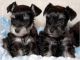 Miniature Schnauzer Puppies for sale in New York, NY, USA. price: NA