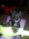 Miniature Schnauzer Puppies for sale in Berkeley, CA, USA. price: NA