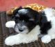 Miniature Schnauzer Puppies for sale in Roswell, GA, USA. price: NA