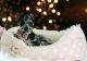 Miniature Schnauzer Puppies for sale in Fort Lauderdale, FL, USA. price: $2,250
