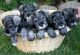 Miniature Schnauzer Puppies for sale in New Orleans, LA, USA. price: NA