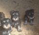 Miniature Schnauzer Puppies for sale in Birmingham, AL, USA. price: NA