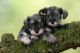 Miniature Schnauzer Puppies for sale in Des Moines, IA, USA. price: NA