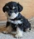 Miniature Schnauzer Puppies for sale in Rapid City, SD, USA. price: NA