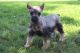 Miniature Schnauzer Puppies for sale in Canton, OH, USA. price: NA