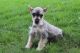 Miniature Schnauzer Puppies for sale in Canton, OH, USA. price: NA