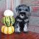 Miniature Schnauzer Puppies for sale in Rochester, IN 46975, USA. price: NA