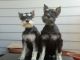 Miniature Schnauzer Puppies for sale in Amherst, NH 03031, USA. price: NA
