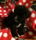 Miniature Schnauzer Puppies for sale in Mt Pleasant, MI 48858, USA. price: NA