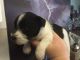 Miniature Schnauzer Puppies for sale in Eastman, GA 31023, USA. price: NA