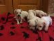 Miniature Schnauzer Puppies for sale in Carson City, NV, USA. price: NA