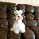 Miniature Schnauzer Puppies for sale in Sebring, FL, USA. price: NA