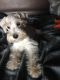 Miniature Schnauzer Puppies for sale in Waco, TX, USA. price: NA