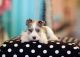 Miniature Schnauzer Puppies for sale in Fort Lauderdale, FL, USA. price: NA