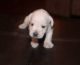 Miniature Schnauzer Puppies for sale in Pearl, MS, USA. price: NA