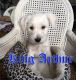 Miniature Schnauzer Puppies for sale in Bakersfield, CA, USA. price: $1,200