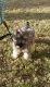 Miniature Schnauzer Puppies for sale in Glendale, AZ 85318, USA. price: NA