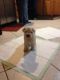Miniature Schnauzer Puppies for sale in South Bend, IN, USA. price: NA