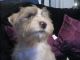 Miniature Schnauzer Puppies for sale in Dallas, TX, USA. price: $618