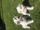Miniature Schnauzer Puppies for sale in Anaheim, CA, USA. price: NA