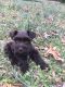 Miniature Schnauzer Puppies for sale in Norwood, NC 28128, USA. price: $1,500