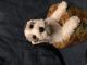 Miniature Schnauzer Puppies for sale in Anaheim, CA, USA. price: $550