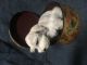 Miniature Schnauzer Puppies for sale in Anaheim, CA, USA. price: $400
